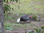 612 Paradise Duck Kawau Island.JPG (99 KB)